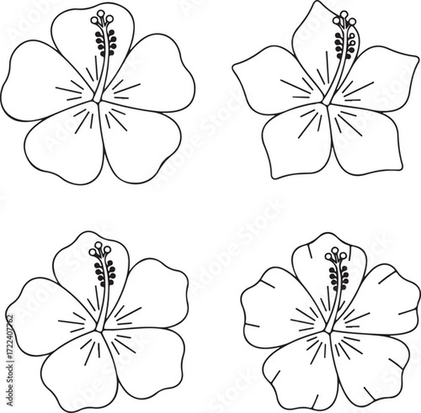 Fototapeta Hibiscus Bloom Collection: An elegant array of four detailed hibiscus flower, each capturing the intricacies of nature's artwork in a simple and timeless illustration.