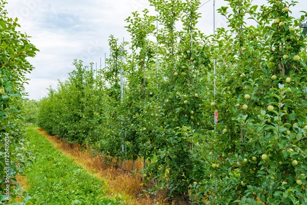Obraz 津軽地方の「高密植栽培」リンゴ果樹園