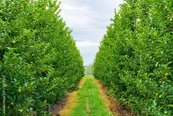 Obraz 津軽地方の「高密植栽培」リンゴ果樹園