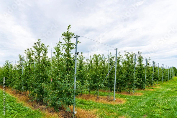 Obraz 津軽地方の「高密植栽培」リンゴ果樹園