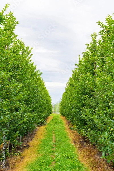 Obraz 津軽地方「高密植栽培」のリンゴ果樹園