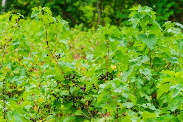 Obraz カシスの露地栽培