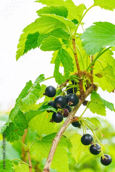 Obraz 国産カシスの実り