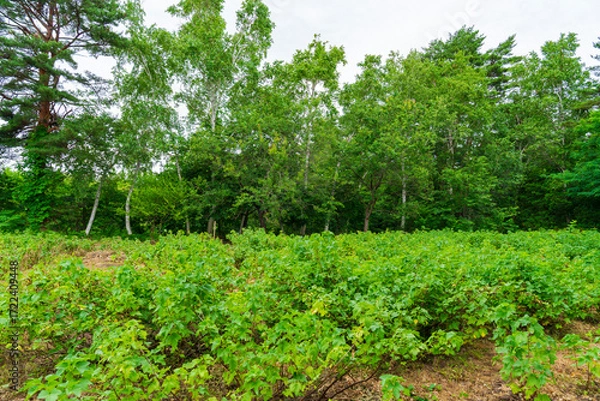 Obraz カシスの露地栽培