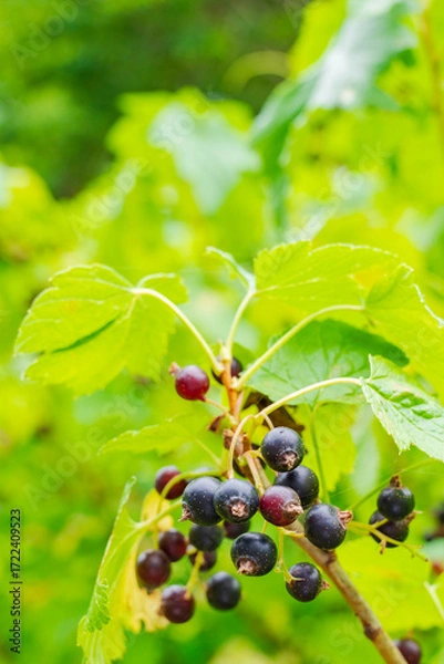 Obraz 国産カシスの実り