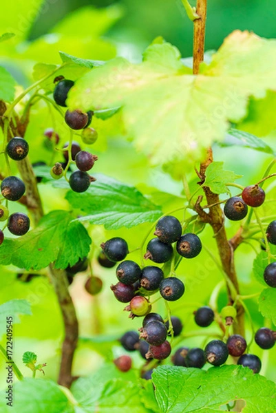 Obraz 国産カシスの実り