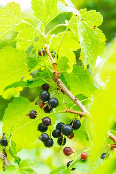 Obraz 国産カシスの実り