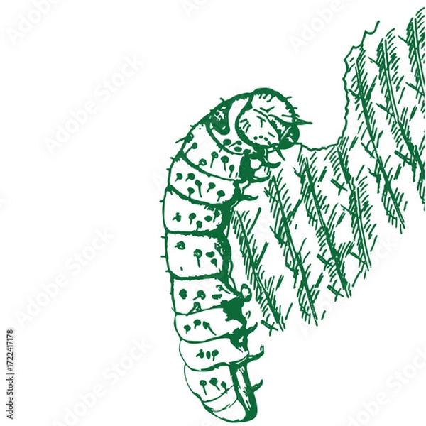 Fototapeta Make a Professional Caterpillars Vector