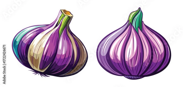 Fototapeta Two purple onion vector illustrations for culinary projects and food related designs
