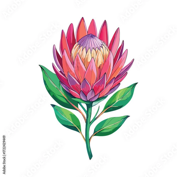Fototapeta Protea flower vector illustration, botanical artwork for creative design projects
