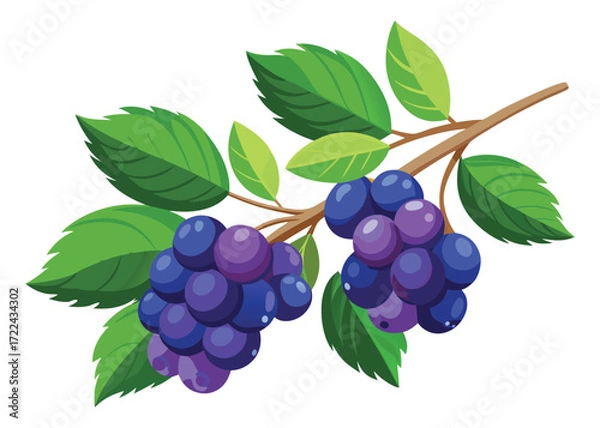 Fototapeta Grapevine branch with grapes and leaves vector illustration for graphic design use art
