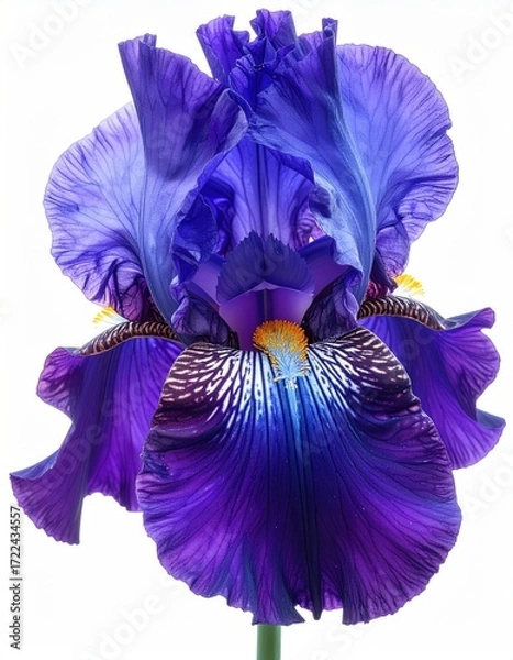 Fototapeta Striking closeup of a full iris bloom, showing vibrant purple and lavender petals against a stark white background. Floral, detailed
