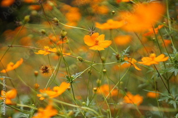 Fototapeta 秋のコスモス