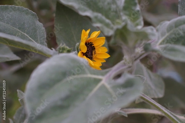 Obraz 残暑のヒマワリ