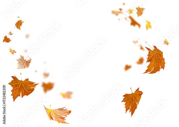 Fototapeta leaves leaf  falling in autumn isolated for background