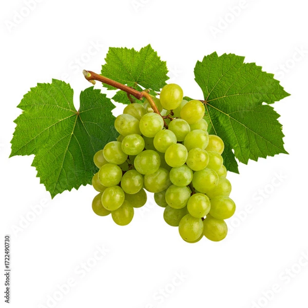 Obraz Grape branch on transparent background.Grapevine