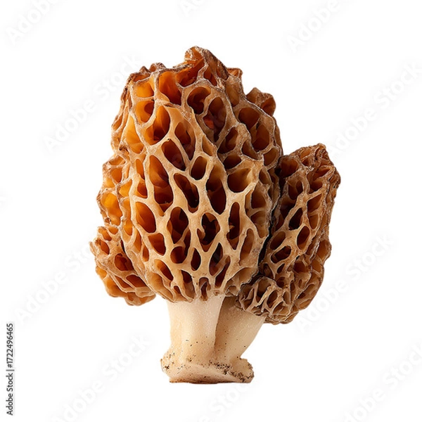 Fototapeta golden morel mushroom on transpart background