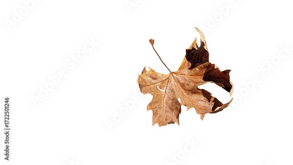 Fototapeta leaf one falling flying in autumn saason isolated for background