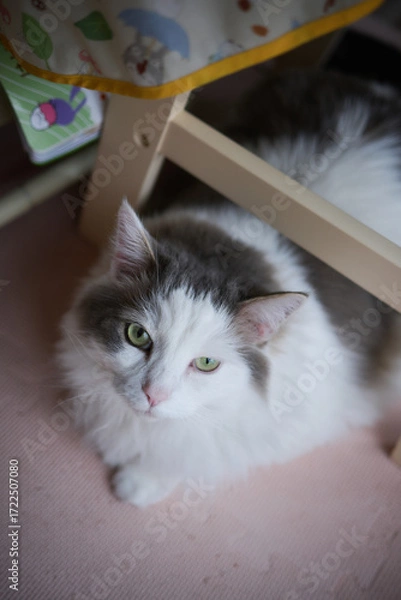 Obraz 椅子の下で座っている白猫