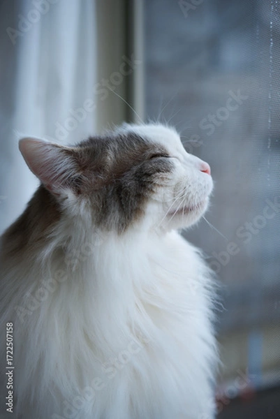 Obraz 窓の隣に立っている白猫