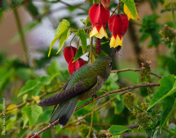 Obraz Picaflor anunciando la primavera