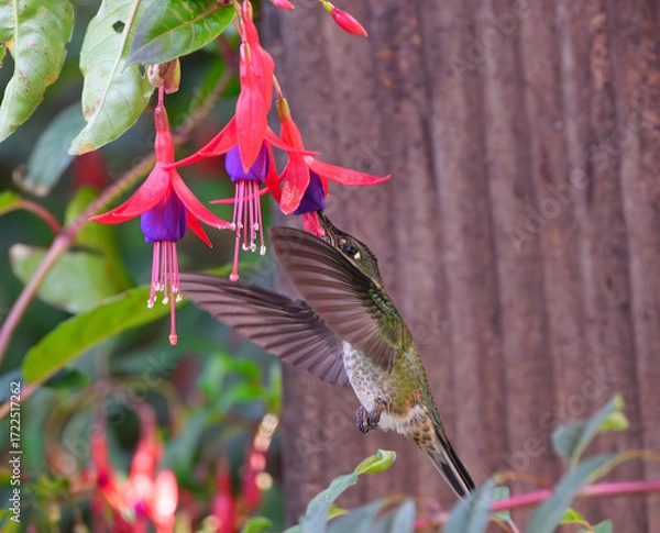 Obraz Picaflor anunciando la primavera