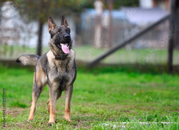 Obraz Pastor Aleman Sable 