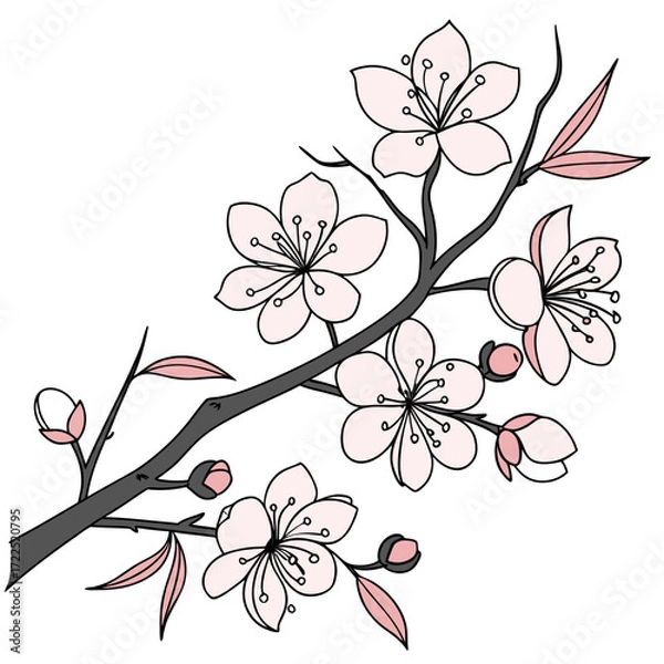 Fototapeta Delicate hand drawn illustration of a cherry blossom branch with light pink petals and dark grey branches against a white background symbolizing spring and renewal