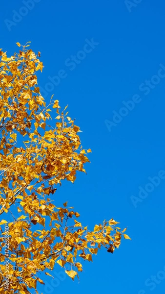 Fototapeta Natural background: blue sky and tree branches with yellow leaves framed at an angle