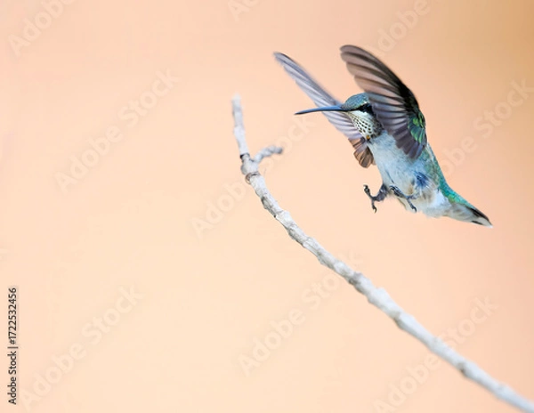 Fototapeta A Close-up Image of a Female Ruby Throated Hummingbird Landing on a Limb of a Tree
