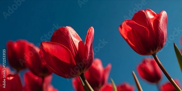 Fototapeta Vibrant Red Tulips Bask Under a Clear Blue Sky in Glorious Springtime Sunlight