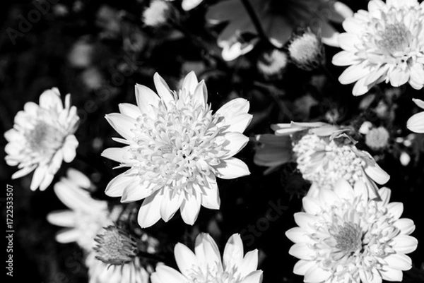 Fototapeta black and white decorative flowers in the garden on blurred background