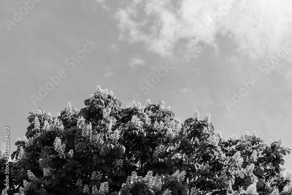 Fototapeta black and white Chestnut Tree in Full Bloom in Spring under Blue Sky