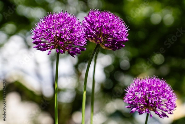 Fototapeta leaves and buds on the blurred garden background flowering plant Beautiful blossom