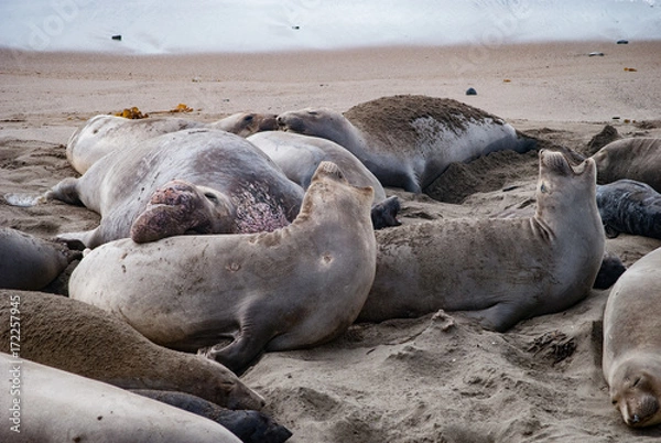 Fototapeta Elephant Seals Mating