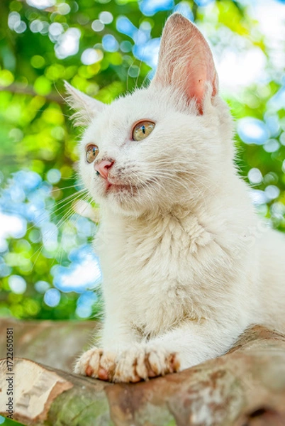 Fototapeta White Cat Resting on Tree Branch in Natural Outdoor Light