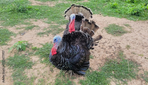 Obraz Turkeys