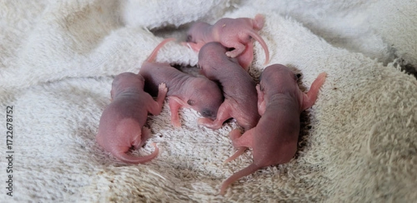 Obraz Baby rats