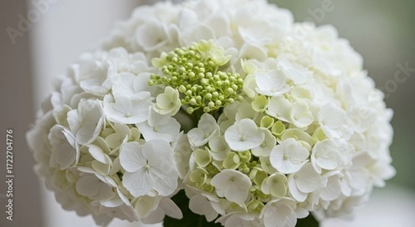 Fototapeta Closeup white hydrangea bouquet