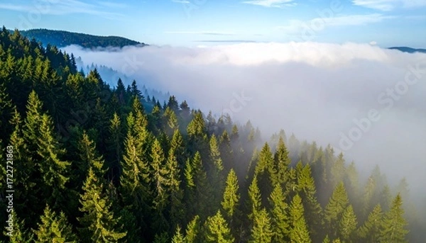 Fototapeta High-angle view of a dense forest, with a layer of clouds