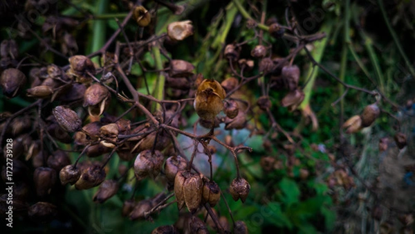 Fototapeta Dry flower of tobacco with macro photography
