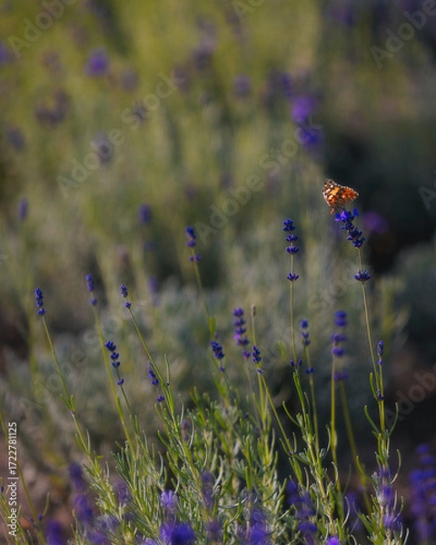 Fototapeta A close-up of a butterfly on a lavender flower. Depth of field focuses on the insect, while the blurred lavender background creates a beautiful bokeh effect. A symbol of nature's beauty and harmony.
