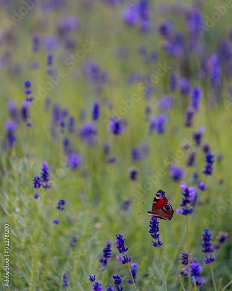 Fototapeta A close-up of a butterfly on a lavender flower. Depth of field focuses on the insect, while the blurred lavender background creates a beautiful bokeh effect. A symbol of nature's beauty and harmony.