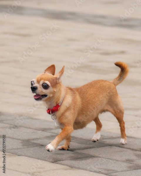 Fototapeta A Chihuahua in motion. The little red-haired puppy with a red collar runs along a paved sidewalk. His posture and facial expression convey energy and playfulness.