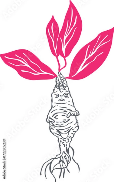 Obraz Mandrake Root Line Art Illustration, Mystical Halloween Plant Symbol of Witchcraft and Magic. Perfect for enchanted clipart, occult art, and magical botanical designs