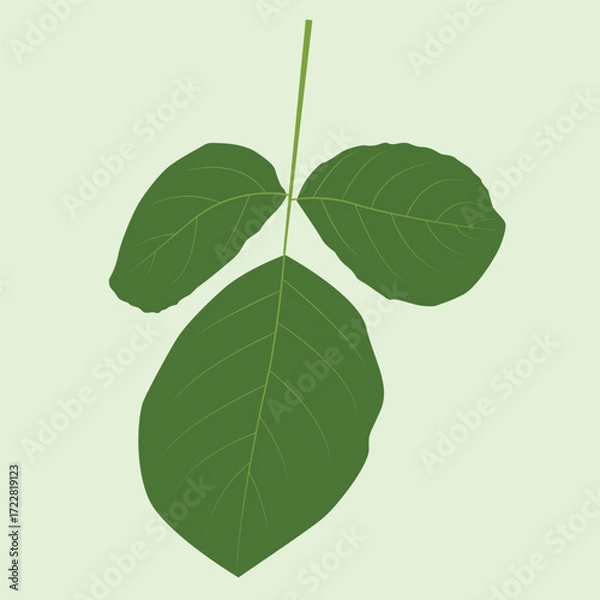 Obraz Realstic Leaif Vector Line Art Illustration