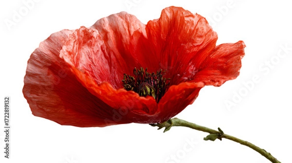Fototapeta red tulip isolated on white background