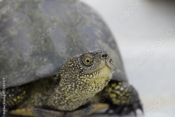Fototapeta Ordinary river tortoise of temperate latitudes. The tortoise is an ancient reptile.