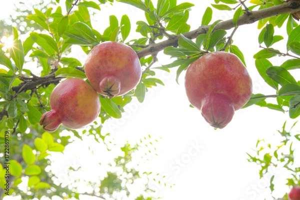 Obraz Close-up, three red pomegranates on tree in the sun, delicious and nutritious