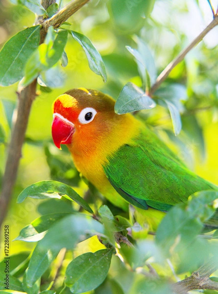 Obraz Close-up of a beautiful parrot on a green tree, depth of field